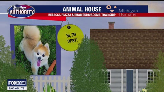 Welcome Charlie, Tipsy, Reese, Cheeto