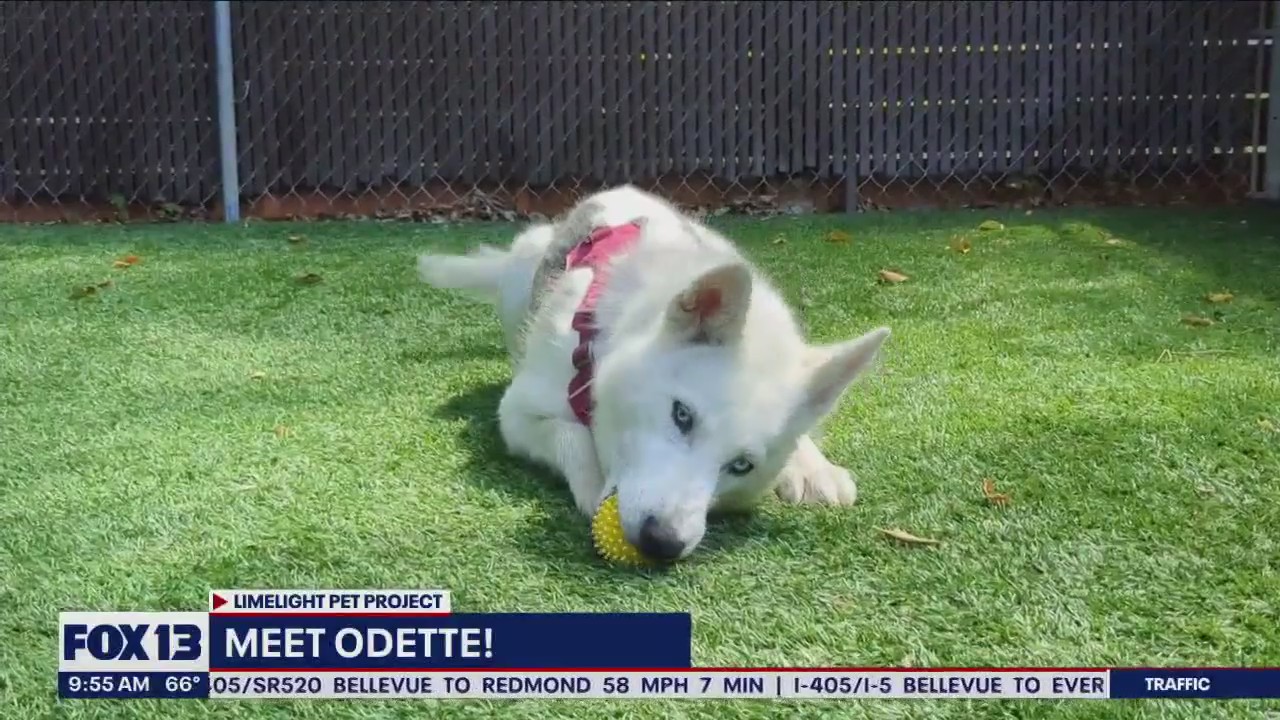 Meet Odette: Limelight Pet Project Pet of the Week