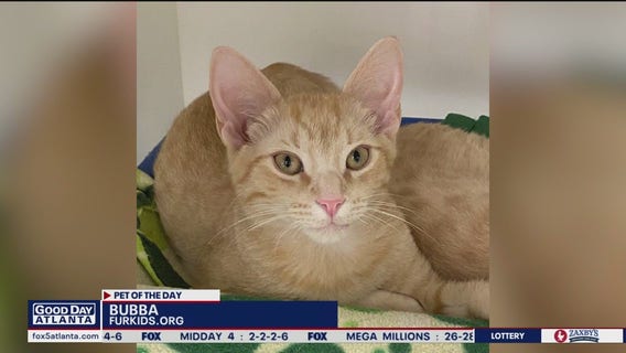 Pets of the Day from FurKids