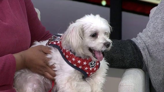 Pet of the Week: Meet Kyrie