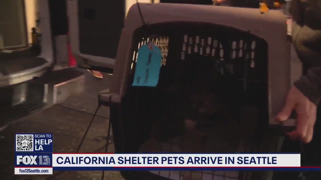 California shelter pets arrive in Seattle