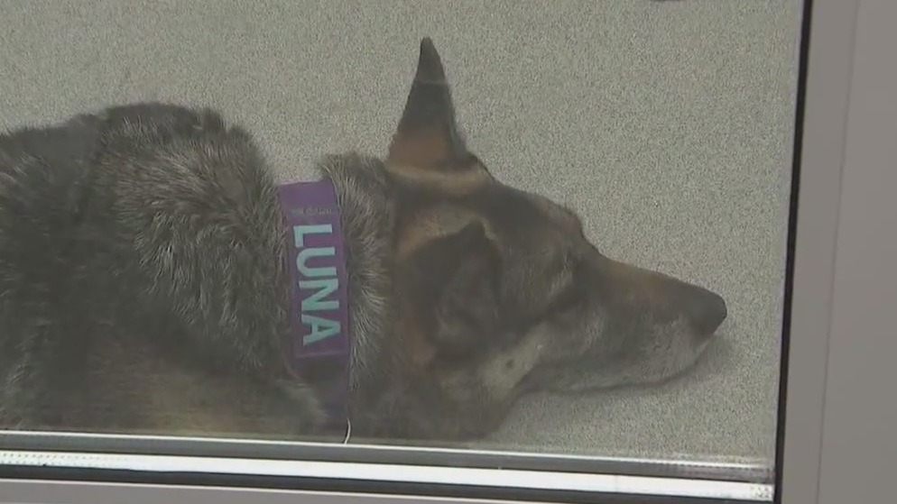 Maricopa County Animal Care and Control shelter opens in Mesa