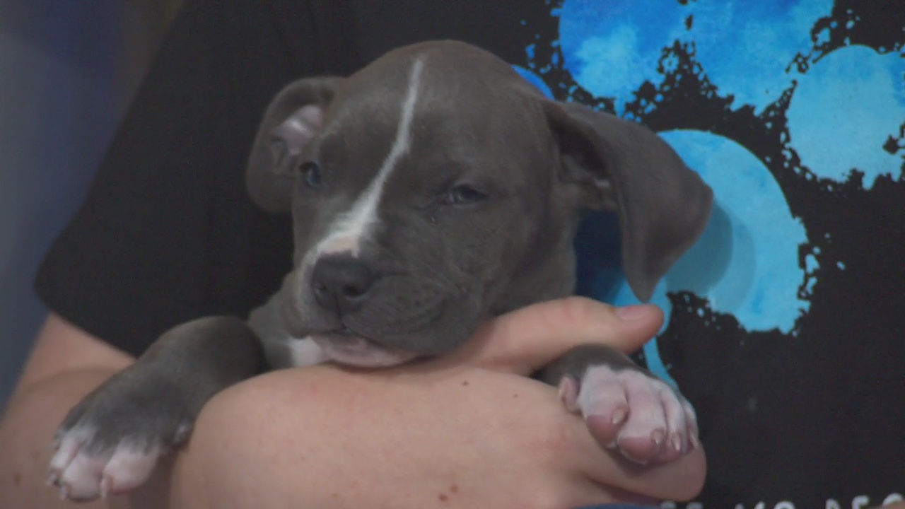 Pet Project: Donovan from Paws for Life K9 Rescue