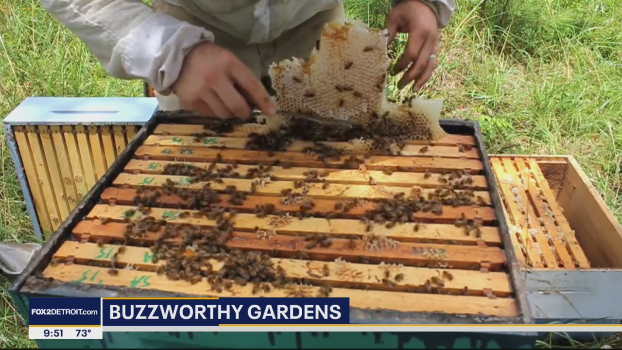 Buzzworthy Gardens talks about pure organic raw honey