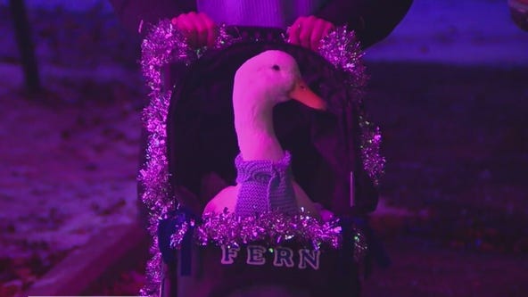 Rescue duck steals the spotlight at Christmas Tree lighting