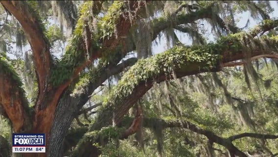 Polk wildlife habitat protected forever