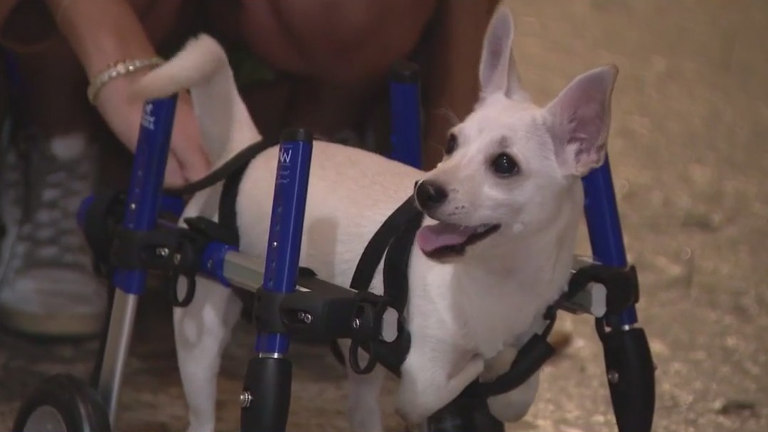 Two-legged small dog gets wheelchair