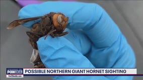 Possible Northern Giant Hornet sighting in WA