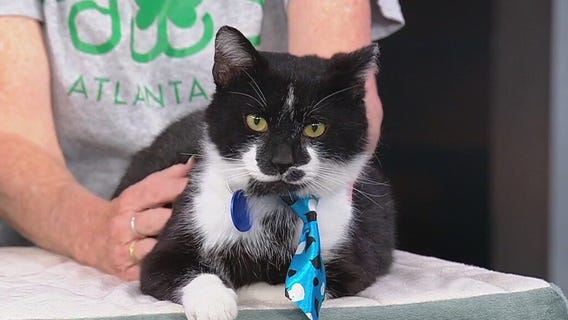 Meet Scrimps: Our Pet of the Day