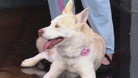 Meet Bella: Our Pet of the Day