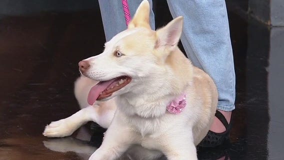 Meet Bella: Our Pet of the Day