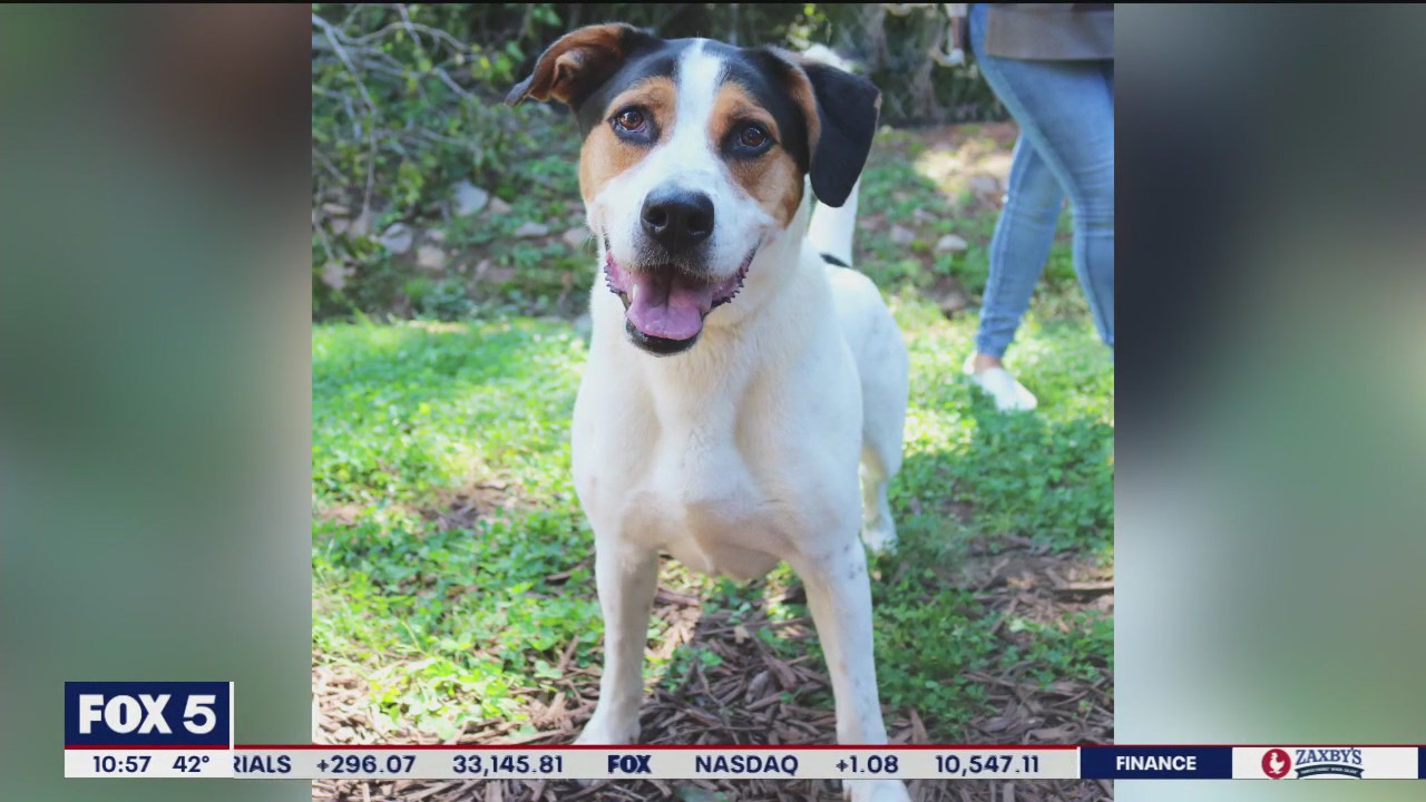 Pet of the Day from the Gainesville Humane Society