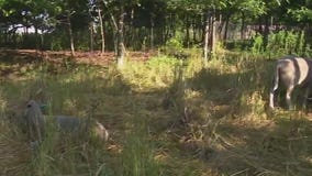 Meet the Governors Island gardeners