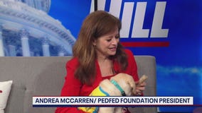 Want to give back? Here's how you can help raise a puppy to be a service dog