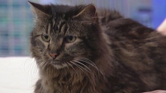 Meet Constantine and Walter: Our Pets of the Day