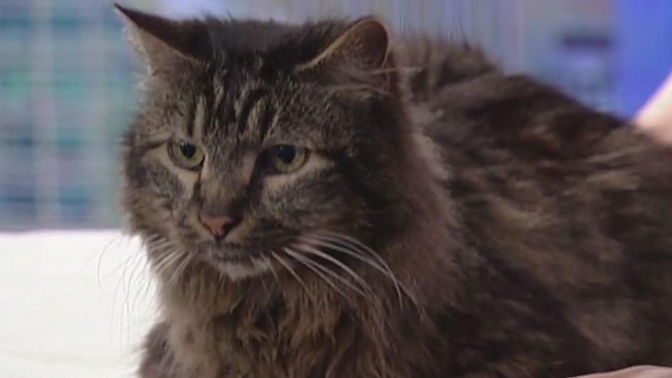 Meet Constantine and Walter: Our Pets of the Day