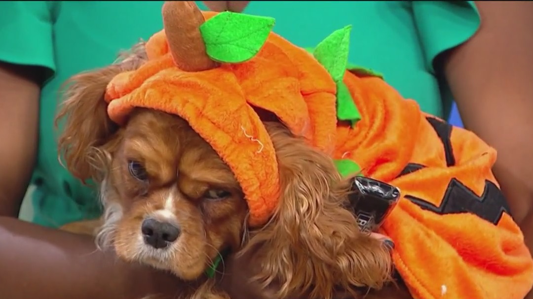 Bar Dog Wine's HOWL-oween dog costume contest features adoptable pups
