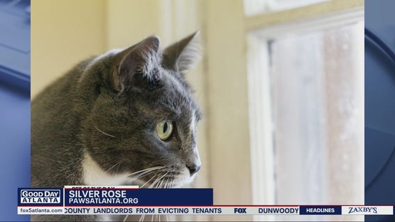 Pet of the Day from Paws Atlanta