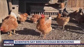 Scientists say bird flu could be mutating