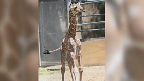 Baby giraffe born at Brookfield Zoo