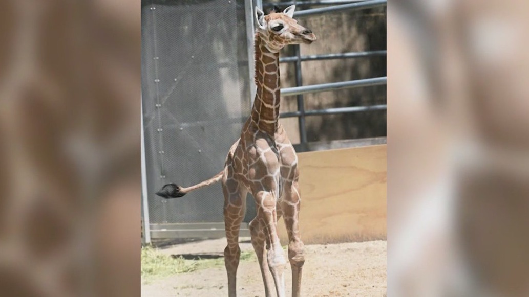 Baby giraffe born at Brookfield Zoo