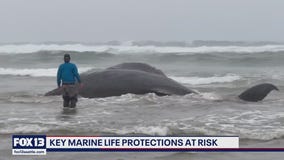 Key marine life protections at risk