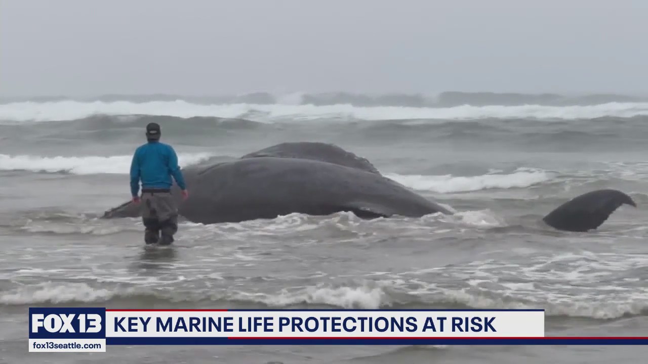 Key marine life protections at risk