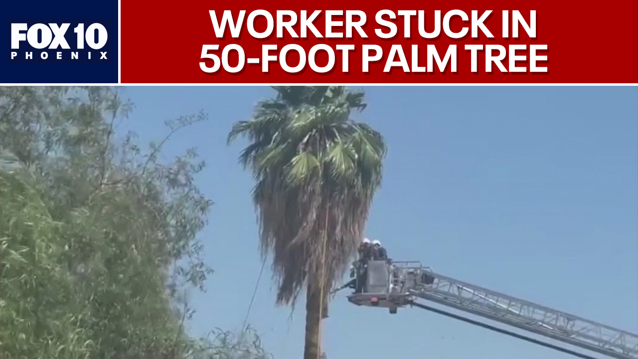 Neighbor describes rescue of palm tree trimmer