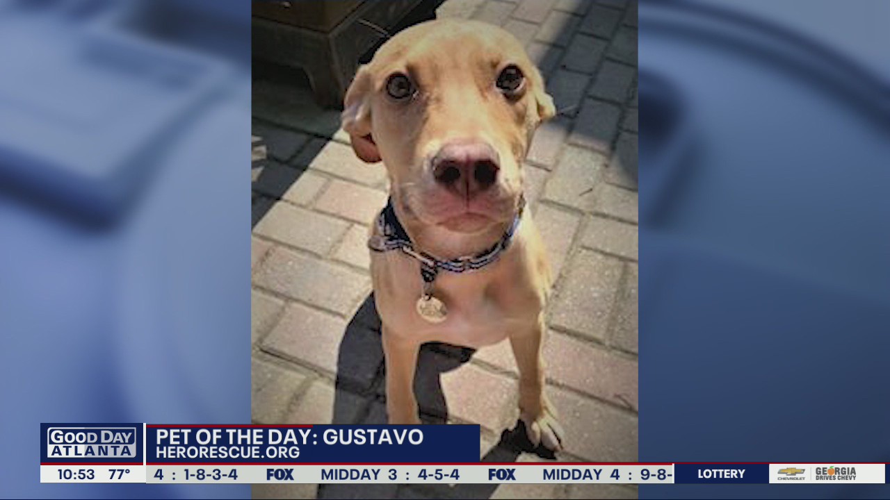 Pet of the Day: Gustavo