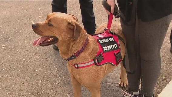 Man accused of stealing service dog in Mesa