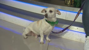 Pet Project: Auggie from Karma Rescue