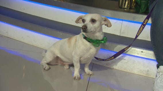 Pet Project: Auggie from Karma Rescue