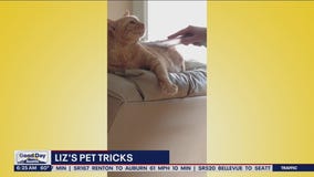 Liz's Pet Tricks for Wednesday, July 20