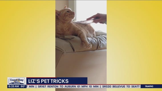 Liz's Pet Tricks for Wednesday, July 20