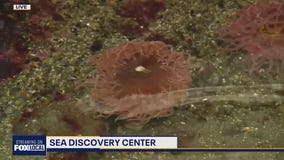 Zip Trips: Checking out Poulsbo's Sea Discovery Center