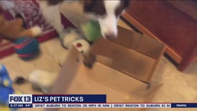 Liz's Pet Tricks for Tuesday, April 25