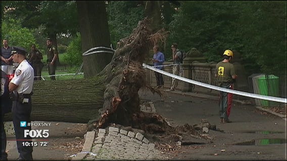 Lawsuit over falling tree