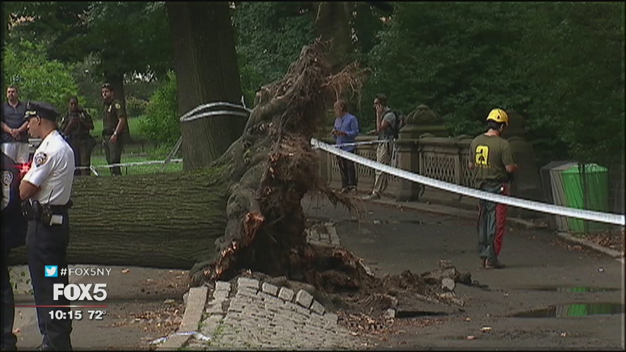 Lawsuit over falling tree