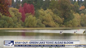Stay Out: Toxic algae bloom prompts advisory for Green Lake