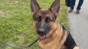 Idaleen is We Energies' new ‘Ambassadog’