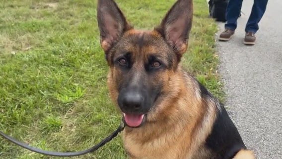 Idaleen is We Energies' new ‘Ambassadog’