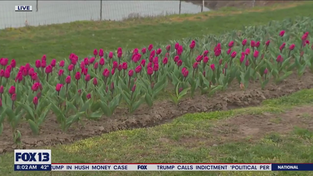Skagit Valley Tulip Festival opening this weekend (Part II)