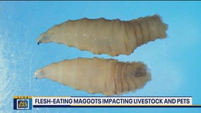 Livestock, pets impacted by flesh-eating maggots