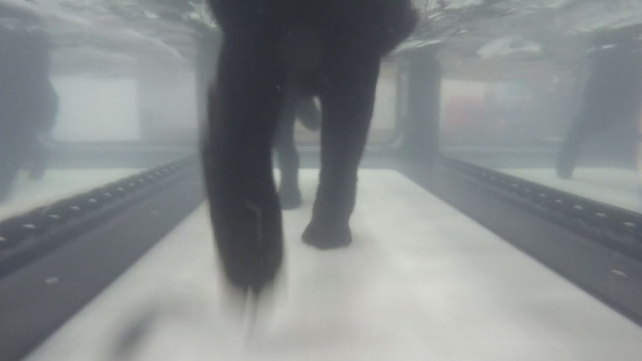 Help your dog lose weight with the canine treadmill and the acronym PAW