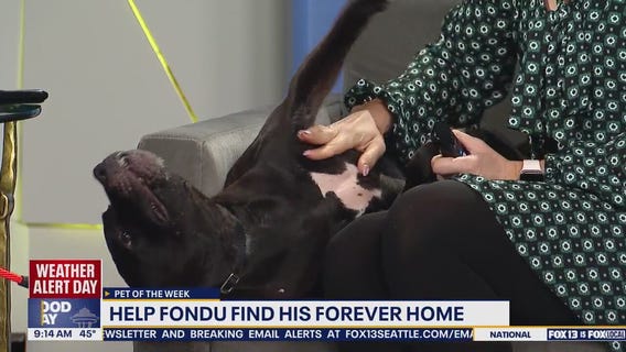 Pet of the Week: Fondu