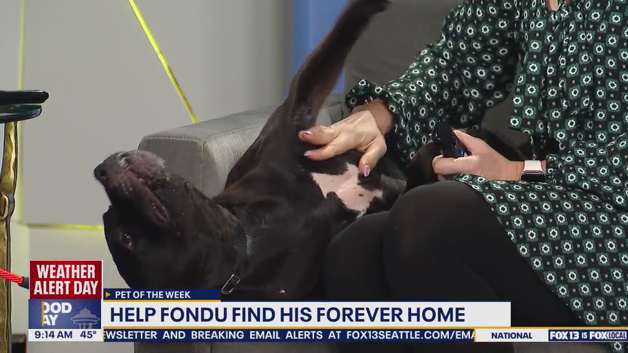 Pet of the Week: Fondu