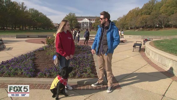 University of Maryland students training puppies that will go to veterans