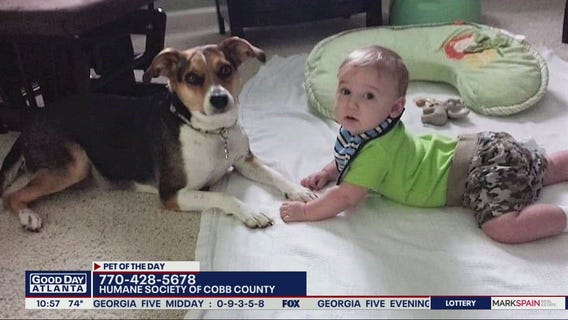 Pet of the Day from the Humane Society of Cobb County