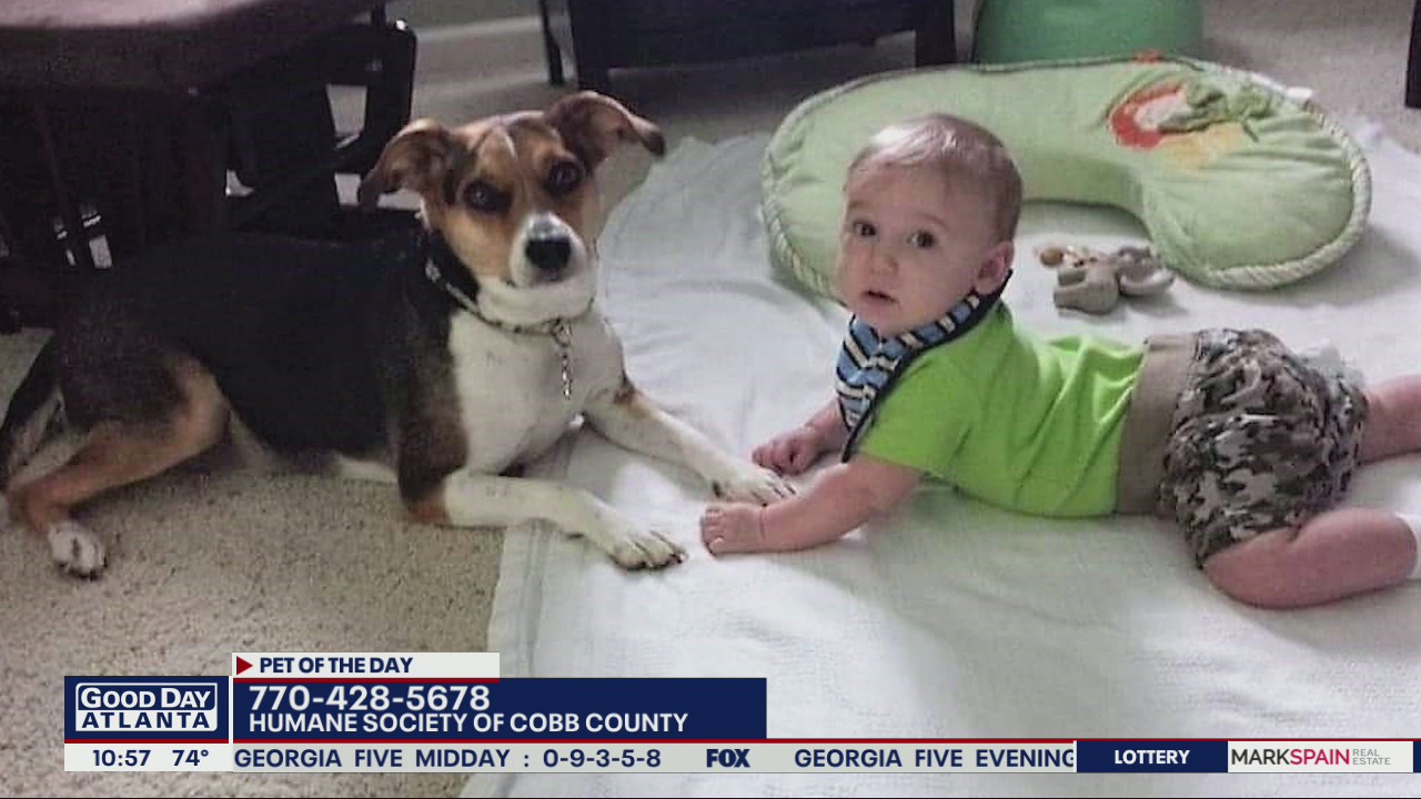 Pet of the Day from the Humane Society of Cobb County