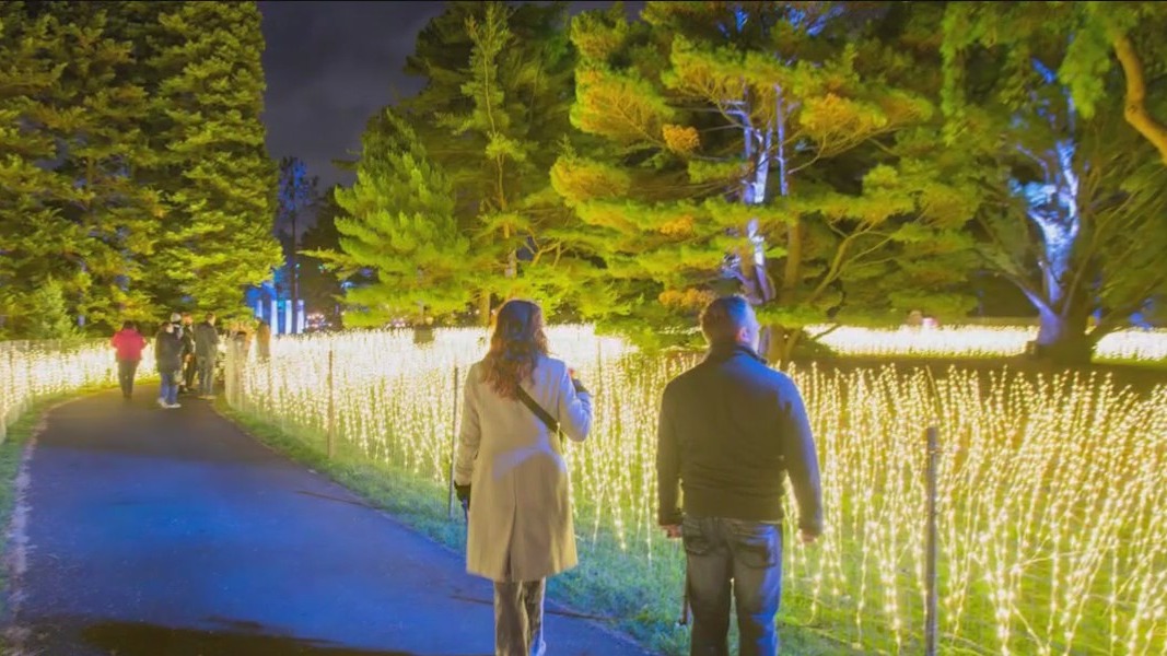 Holiday lights at Morton Arboretum | ChicagoNOW